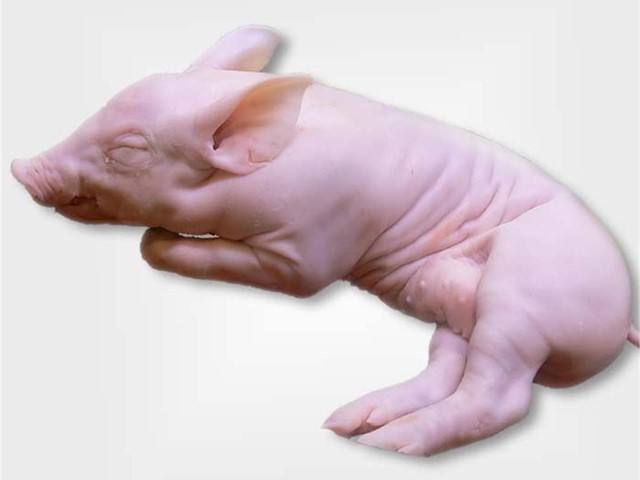 Cochinillo castellano clasificado por tramos de peso.